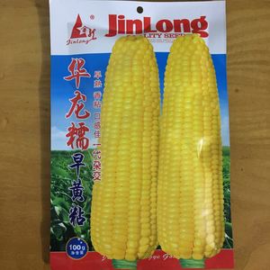 适合东北的玉米种子(适合东北的玉米种子品种)