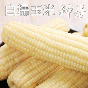 适合东北的玉米种子(适合东北的玉米种子品种)