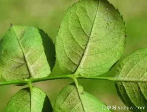 病虫害防治办法(病虫害防治常用方法)