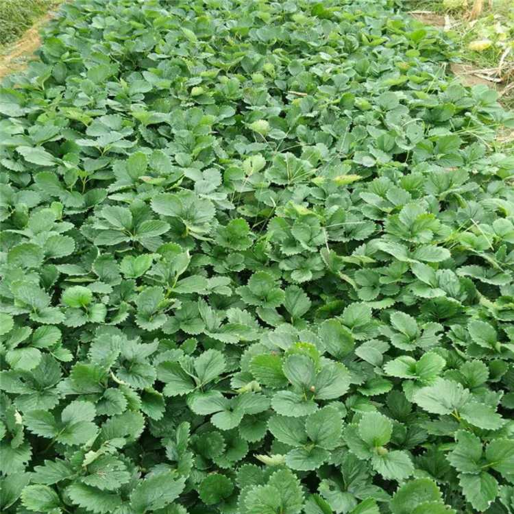 草莓苗是怎么种(草莓苗是怎么培育出来的)