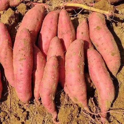 种番薯需要什么肥料(种小葱需要上什么肥料)