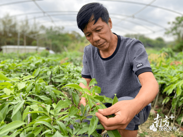 包含荔枝的施肥方法主要有几种方式的词条