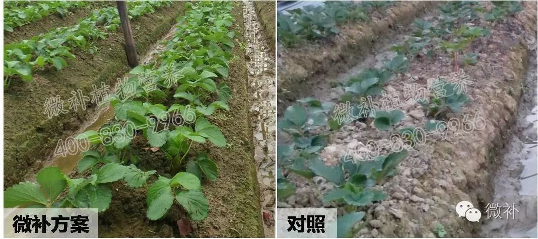 草莓移栽后管理(草莓移栽后用什么除草剂)