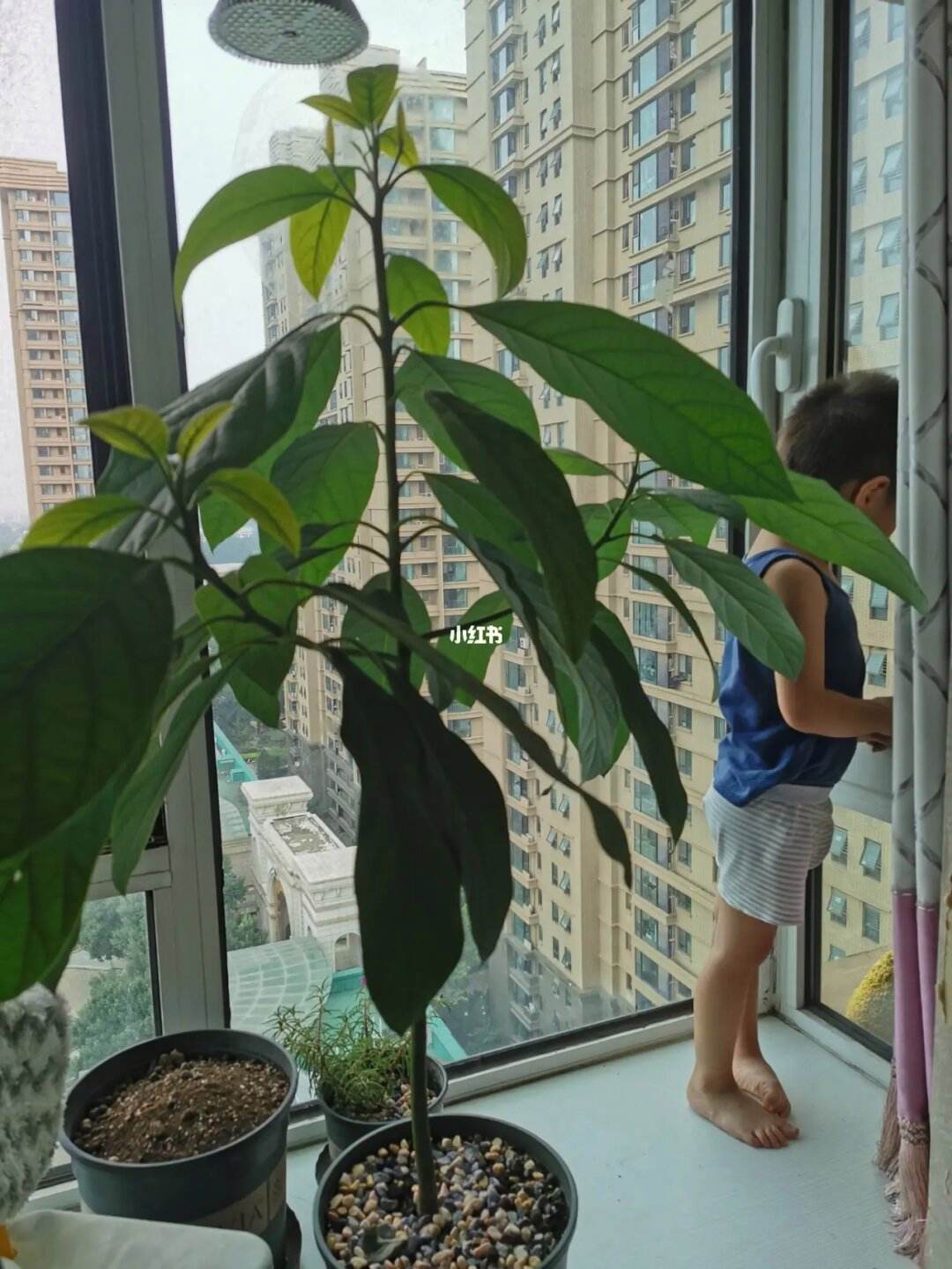 牛油果树施肥(牛油果树施什么肥)