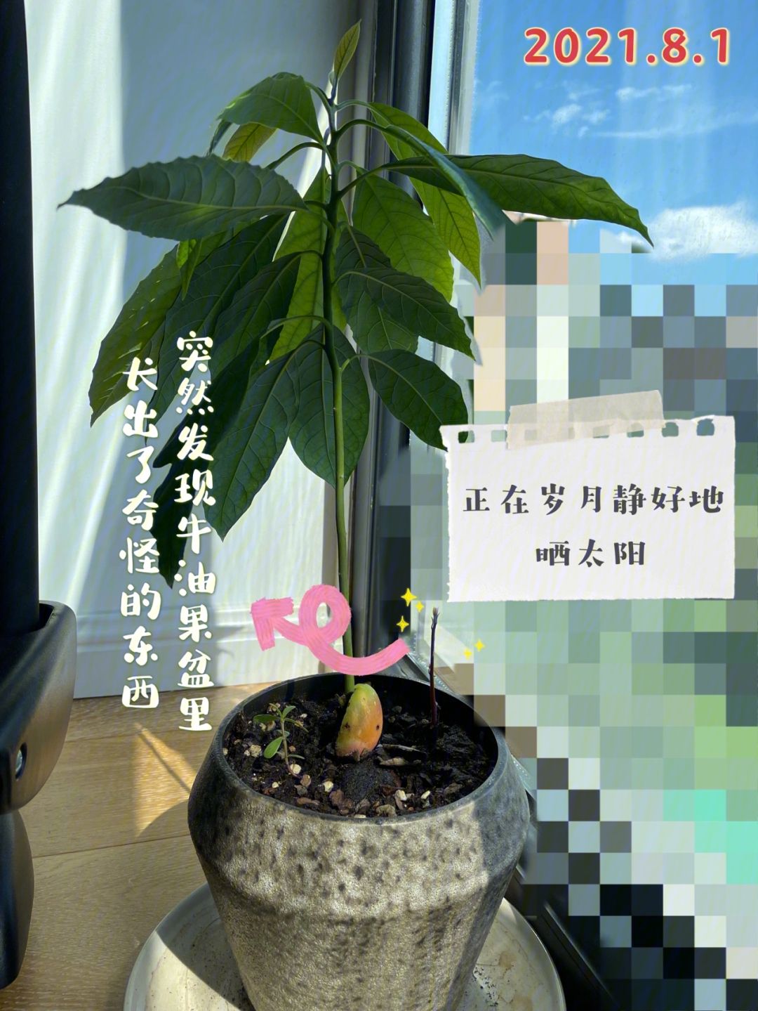 牛油果树施肥(牛油果树施什么肥)