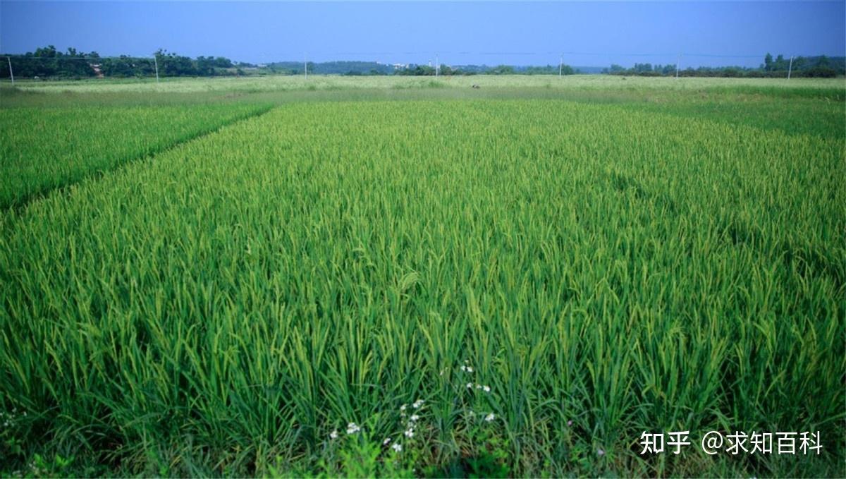 海水稻是用海水种的吗(海水稻是用海水种的吗为什么)