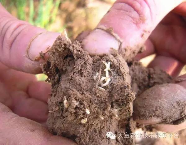 怎样防治花生地下害虫(花生地下虫用什么农药好)