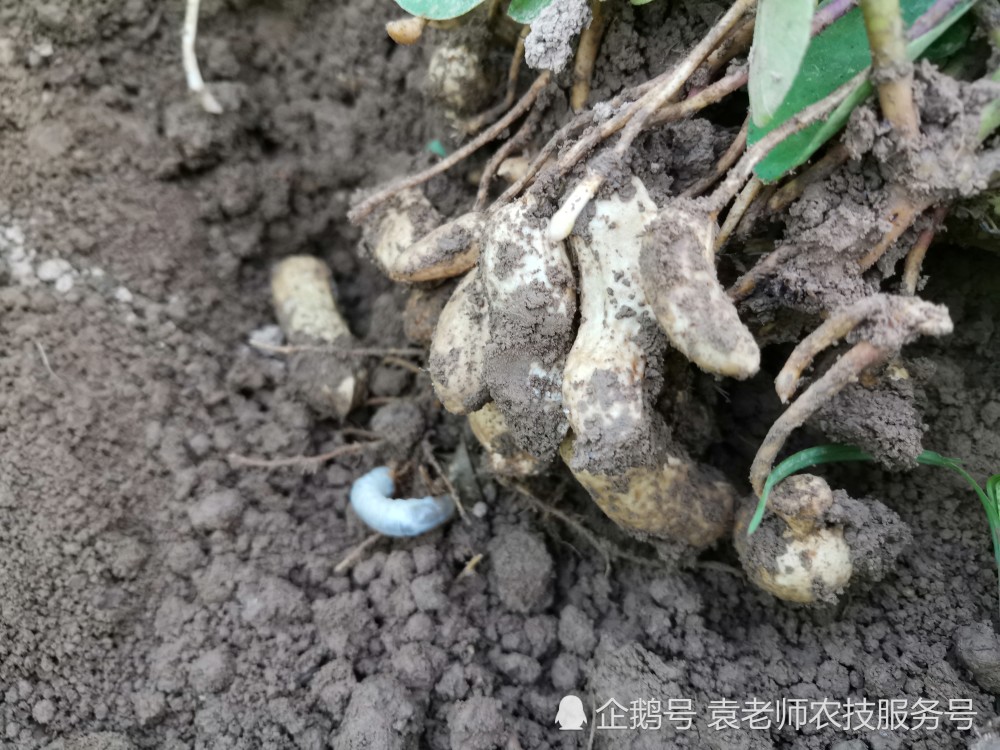 怎样防治花生地下害虫(花生地下虫用什么农药好)