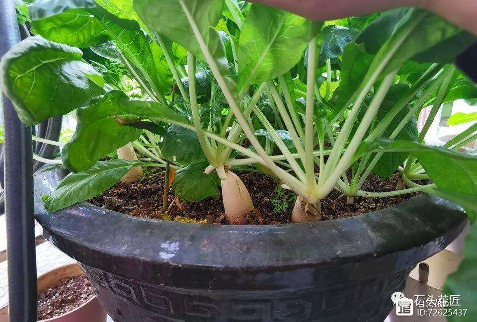 种萝卜的技巧(种萝卜的技巧和方法)