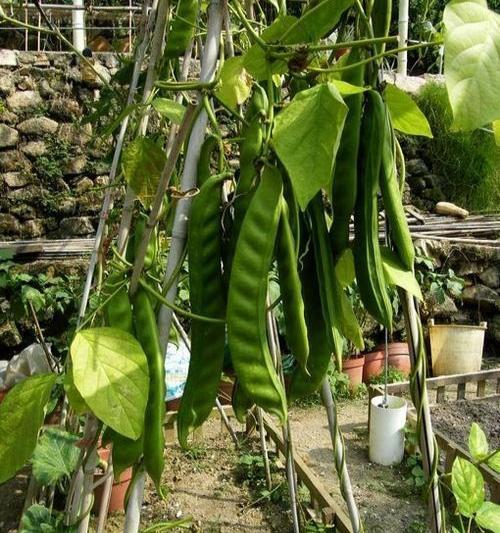 刀豆有什么功效(新鲜刀豆有什么功效)