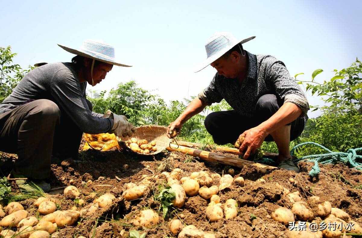 土豆怎么种植能高产(土豆怎么种植能高产呢)