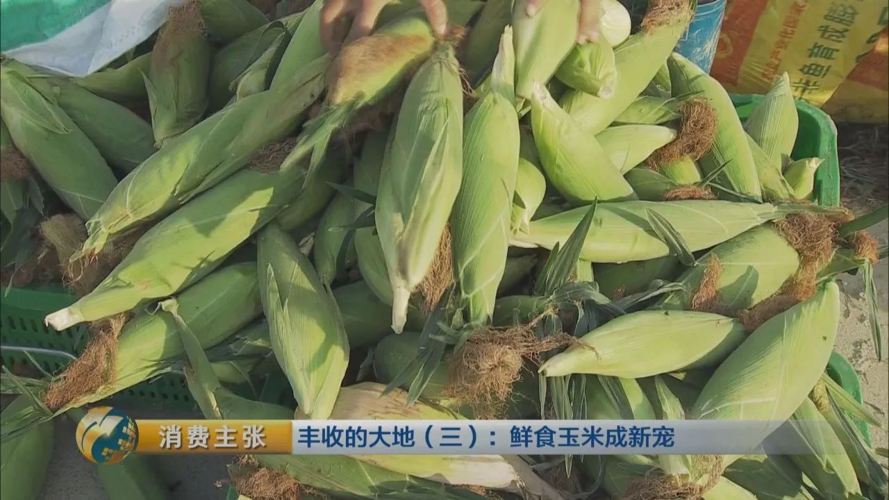 广东一年能种几次玉米(广东一年可以种几次水稻)