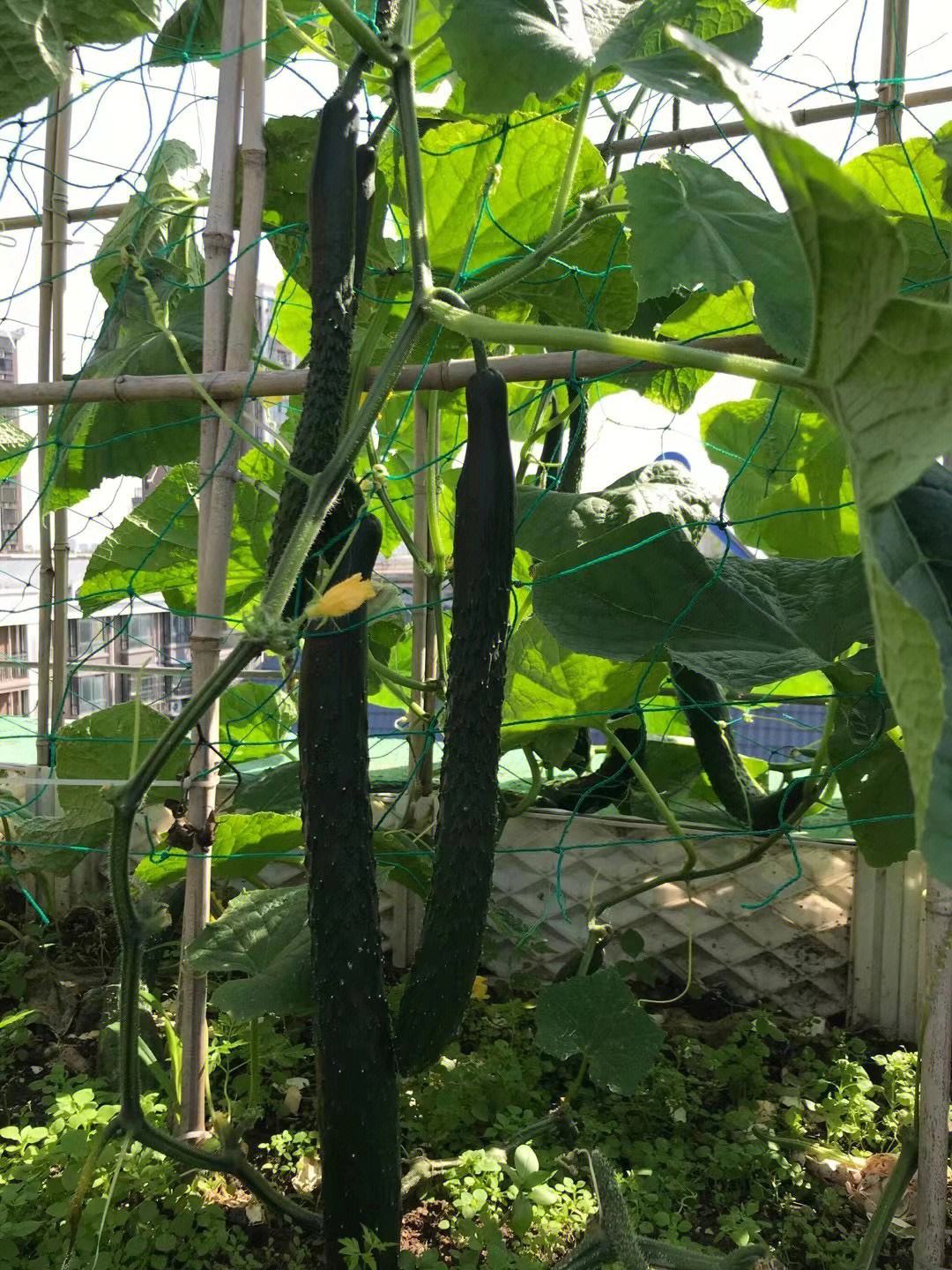 种植黄瓜的观察记录(幼儿园种植园黄瓜观察记录)