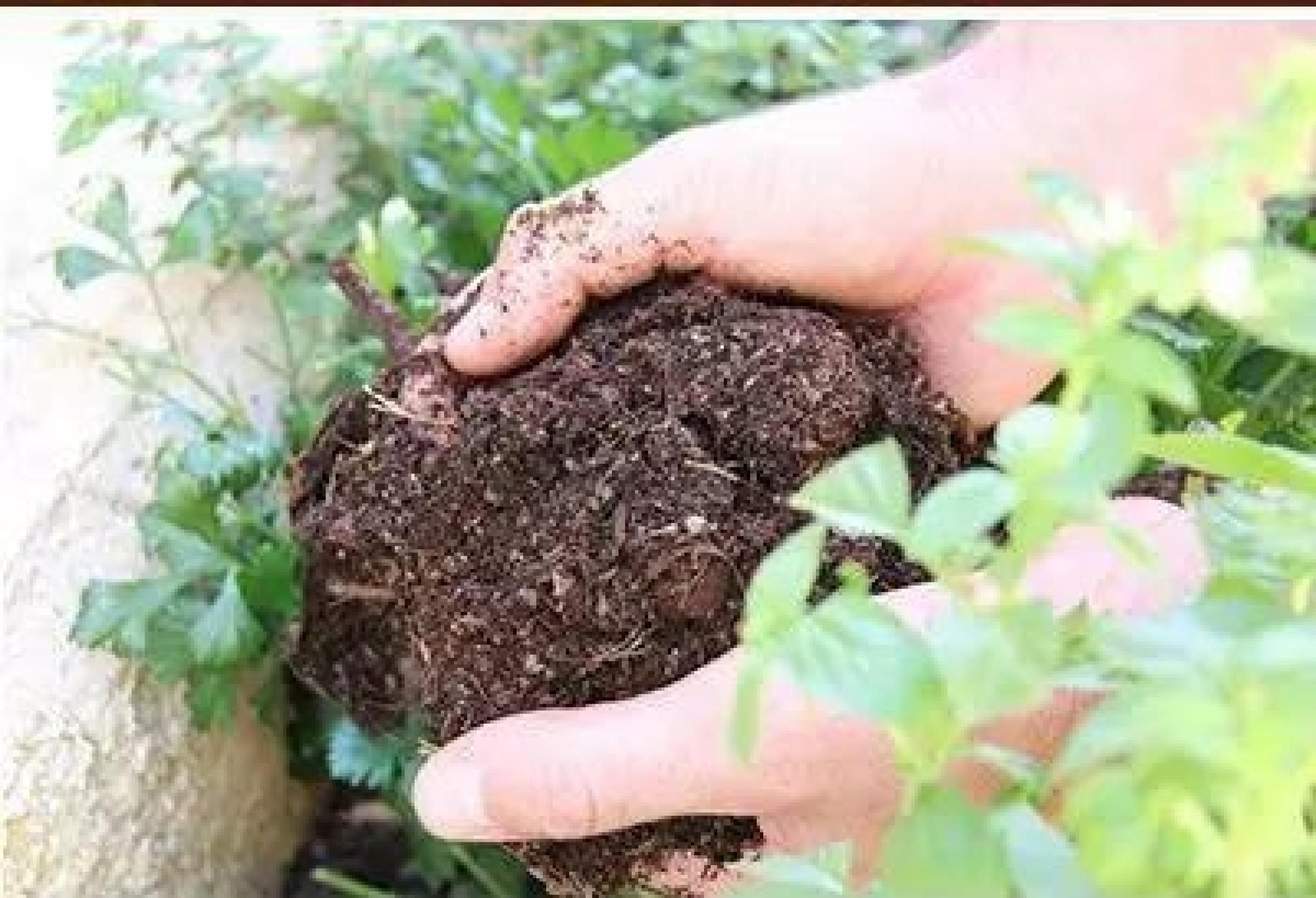 玫瑰花种植施肥(玫瑰花种植施肥除草活动总结)