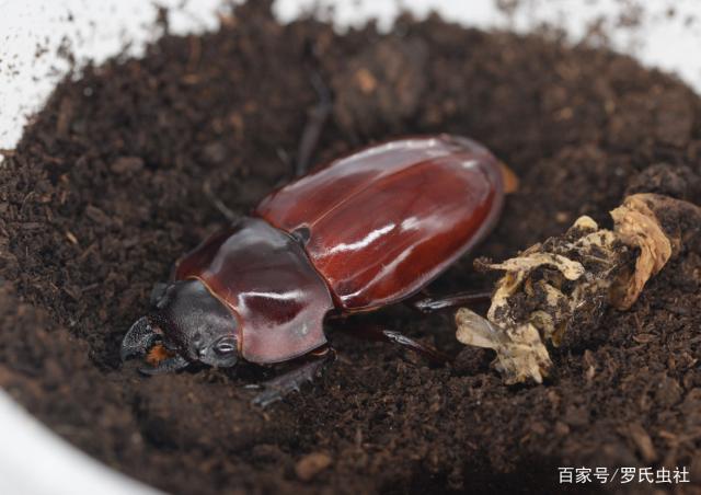豆虫怎么繁殖的(豆虫的生长期是多少天)