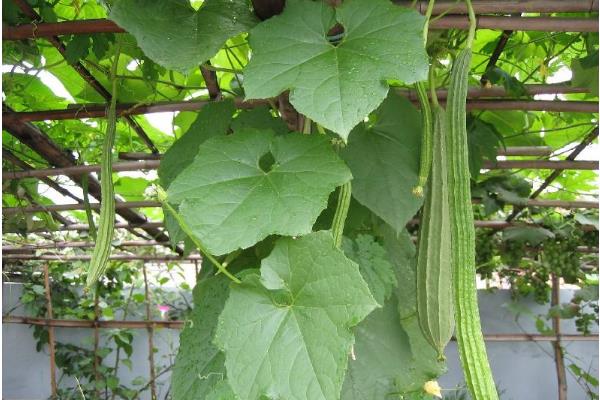 盆栽丝瓜的种植方法和时间(盆栽丝瓜的种植方法和时间视频)