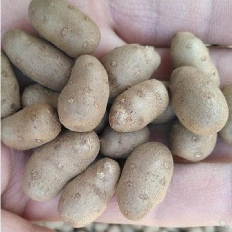 山药豆子怎么种(山药豆子怎么种植视频)