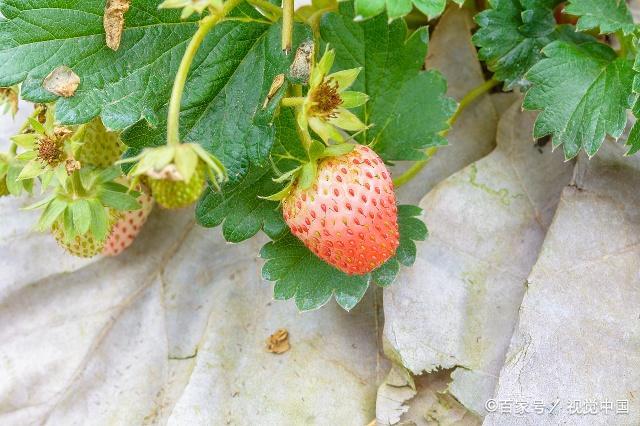 草莓种什么样(奶油草莓好种吗)