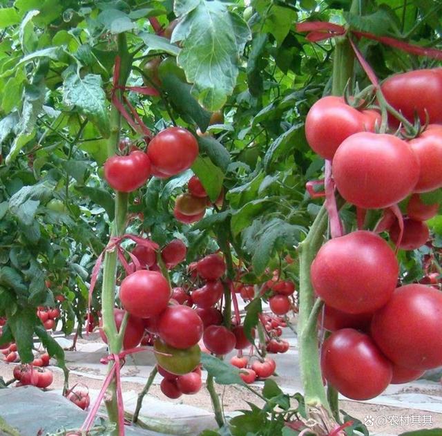 番茄不能和什么一起种植(番茄不能和什么蔬菜一起吃)