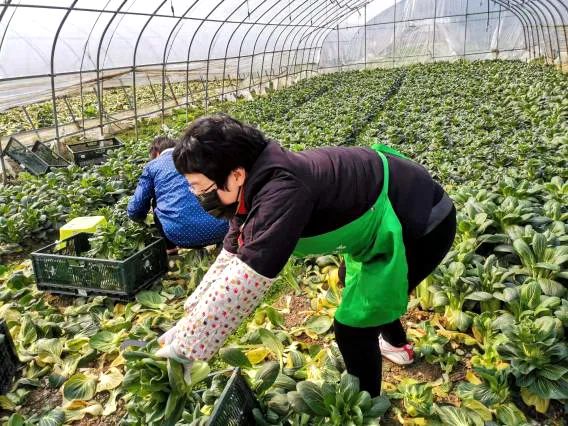 蔬菜种植岗位(蔬菜种植员的工作内容)