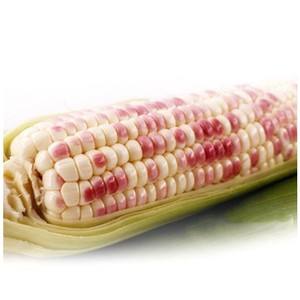 彩色甜糯玉米(白色甜糯玉米图片)