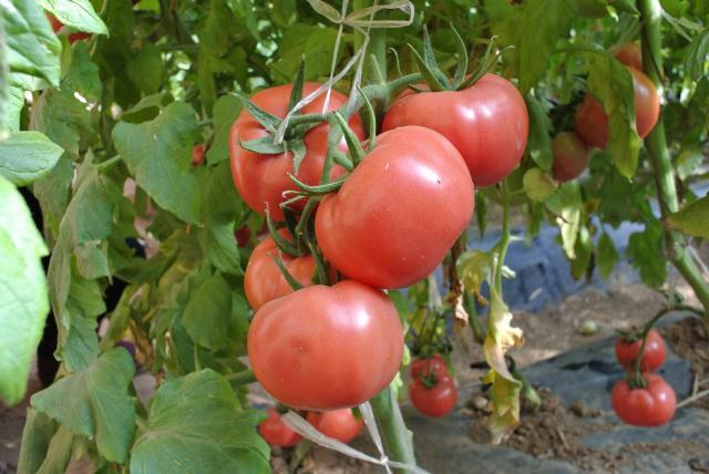 几月种西红柿(几月种西红柿种子)