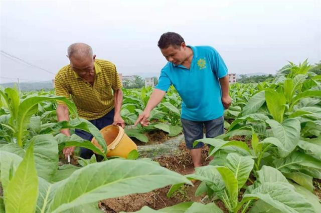 烤烟专用水溶根施肥(烤烟专用水溶根施肥种辣椒可以吗)