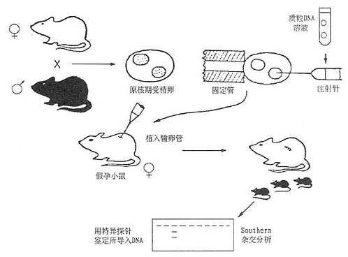 转基因ad小鼠(ad转基因模型小鼠)