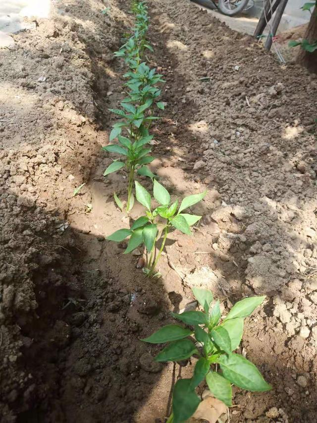 种辣椒用有机肥有什么好处(种植辣椒需要什么化肥做底肥)