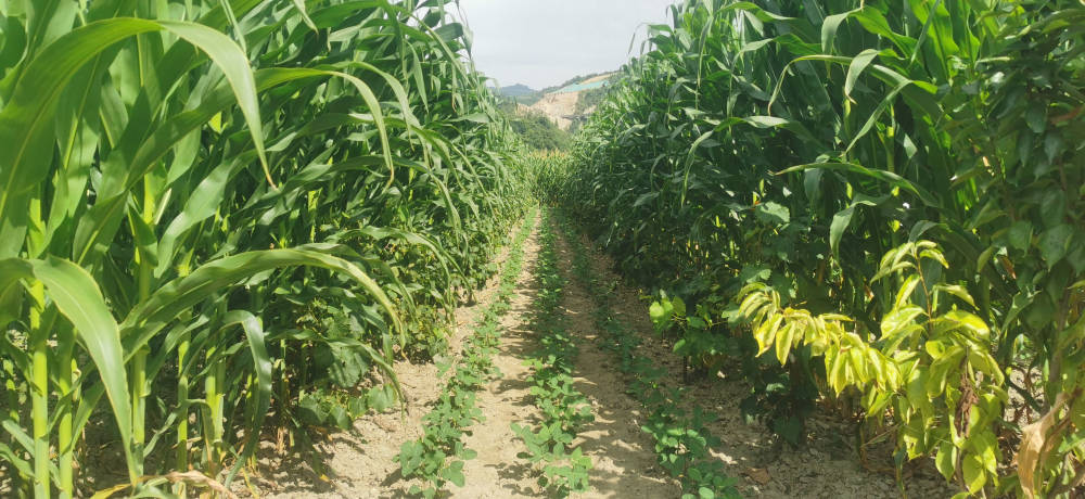 大豆种植基地(大豆种植基地塑雕图片)