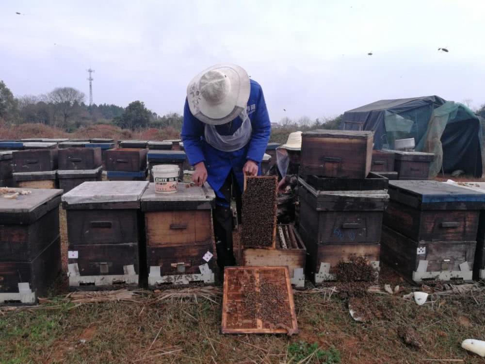 蜜蜂病虫害防治视频(蜜蜂病虫害防治视频讲解)