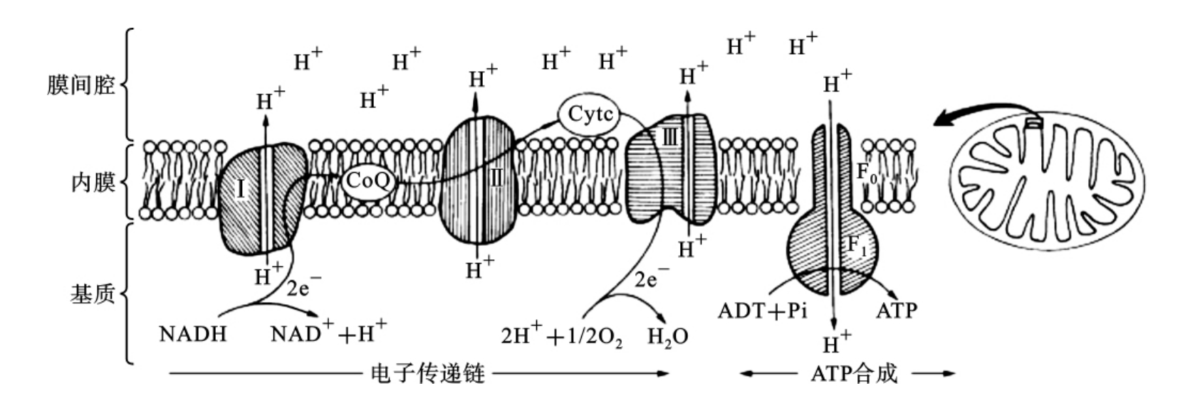 atp的储存(ATP的储存形式是什么)