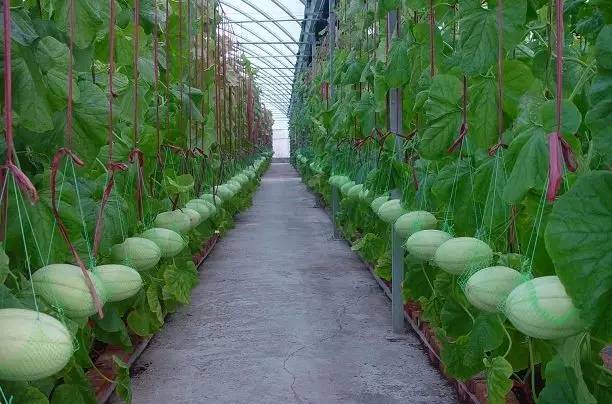 甜瓜种植方法和技术(甜瓜种植时间及技术要点)