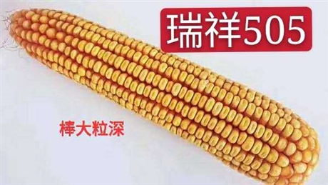 金农149玉米品种介绍(京农科828玉米品种介绍)