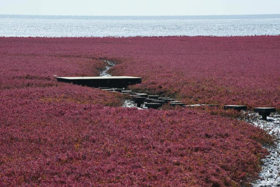 盘锦红海滩碱蓬草(盘锦红海滩碱蓬草图片)