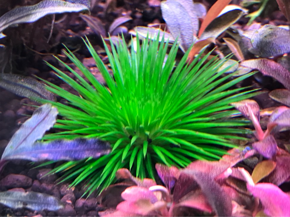谷精草种植技术(谷精草种植技术与管理)