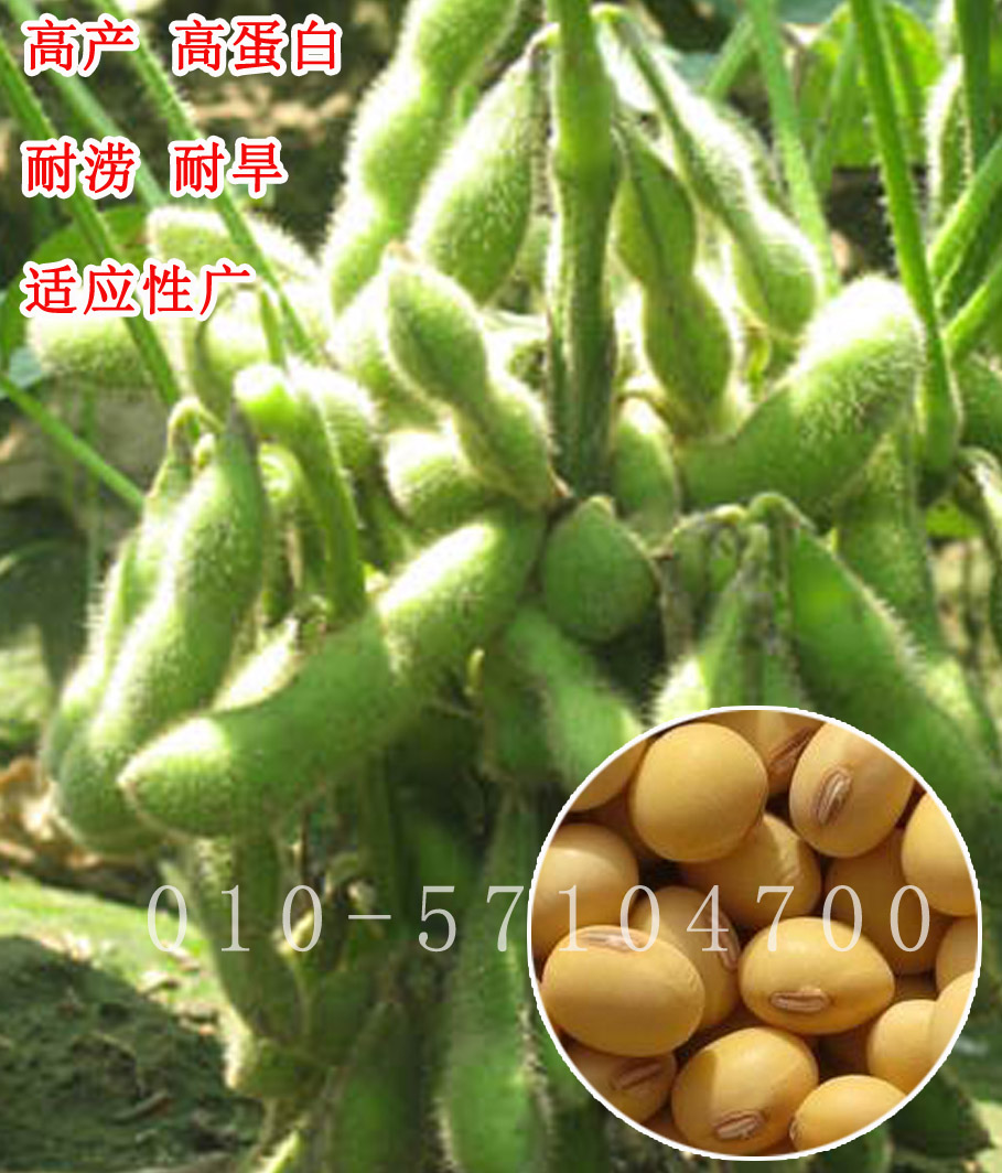 大豆品种大全(大豆品种有哪些及其图片)