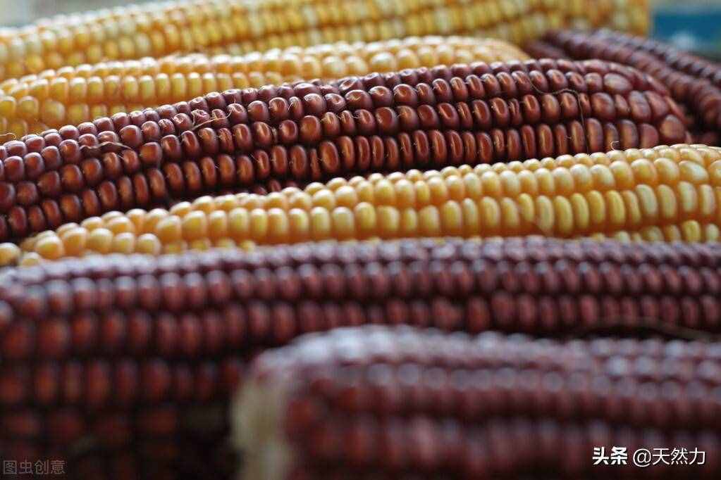 转基因玉米有哪几种怎麼辨别转基因玉米?的简单介绍