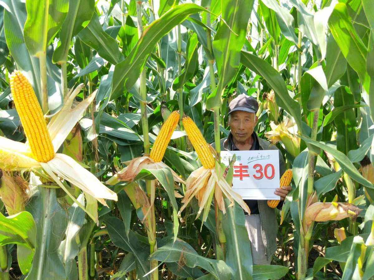 大丰899玉米种简介(大丰种业玉米种df617)