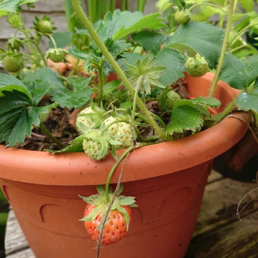 花盆栽种草莓(花盆栽种草莓怎么种)
