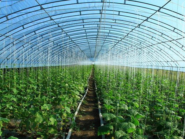 蔬菜生产大棚(蔬菜生产大棚属于工业建筑吗)