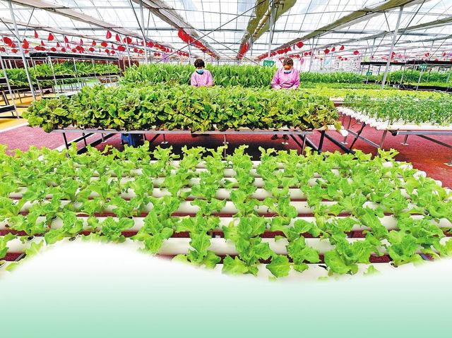 蔬菜种植架(蔬菜种植架规格尺寸图)