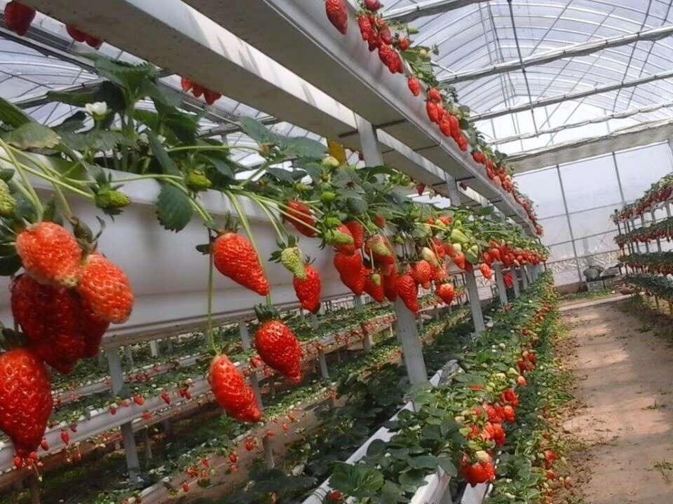 无土栽培草莓(无土栽培草莓种植技术)