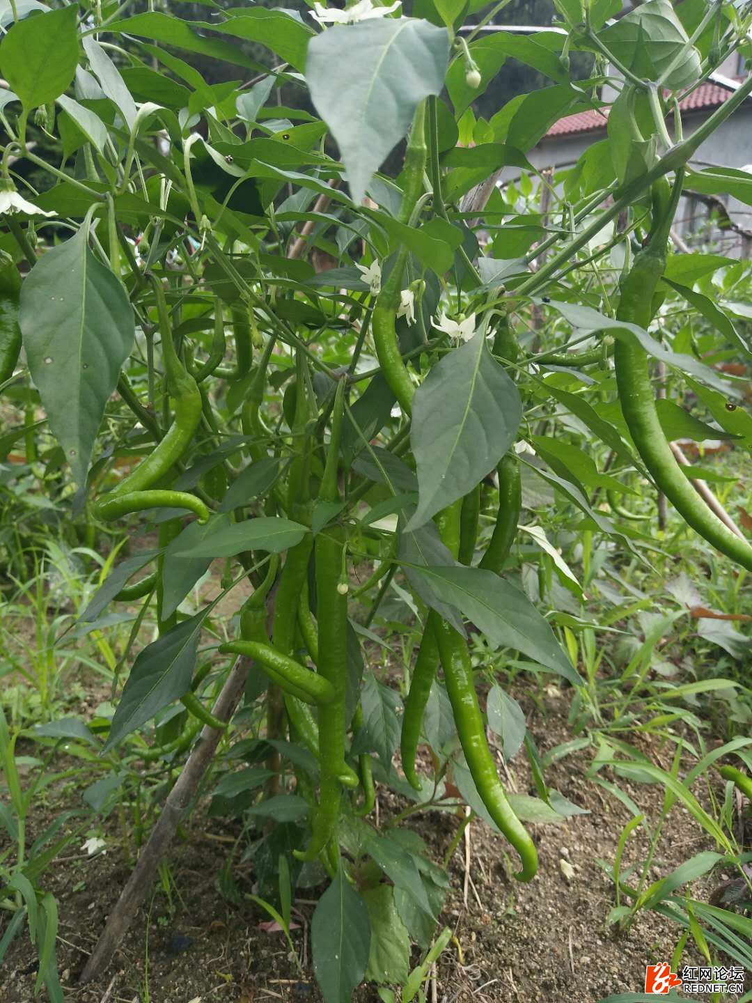 种辣椒(种辣椒用什么肥料比较好)
