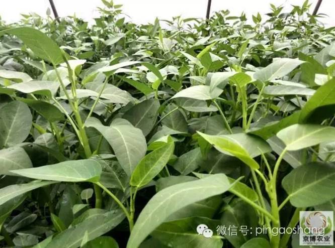 空心菜水田种植(空心菜水田种植视频教程)