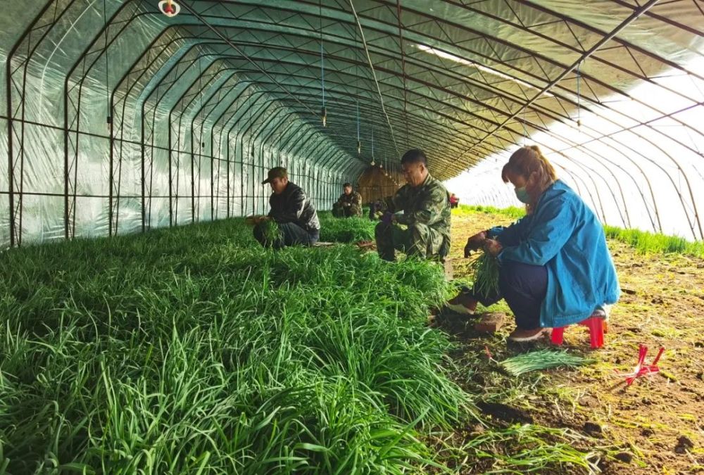 大棚韭菜种植时间及方法(大棚韭菜种植时间及方法图解)