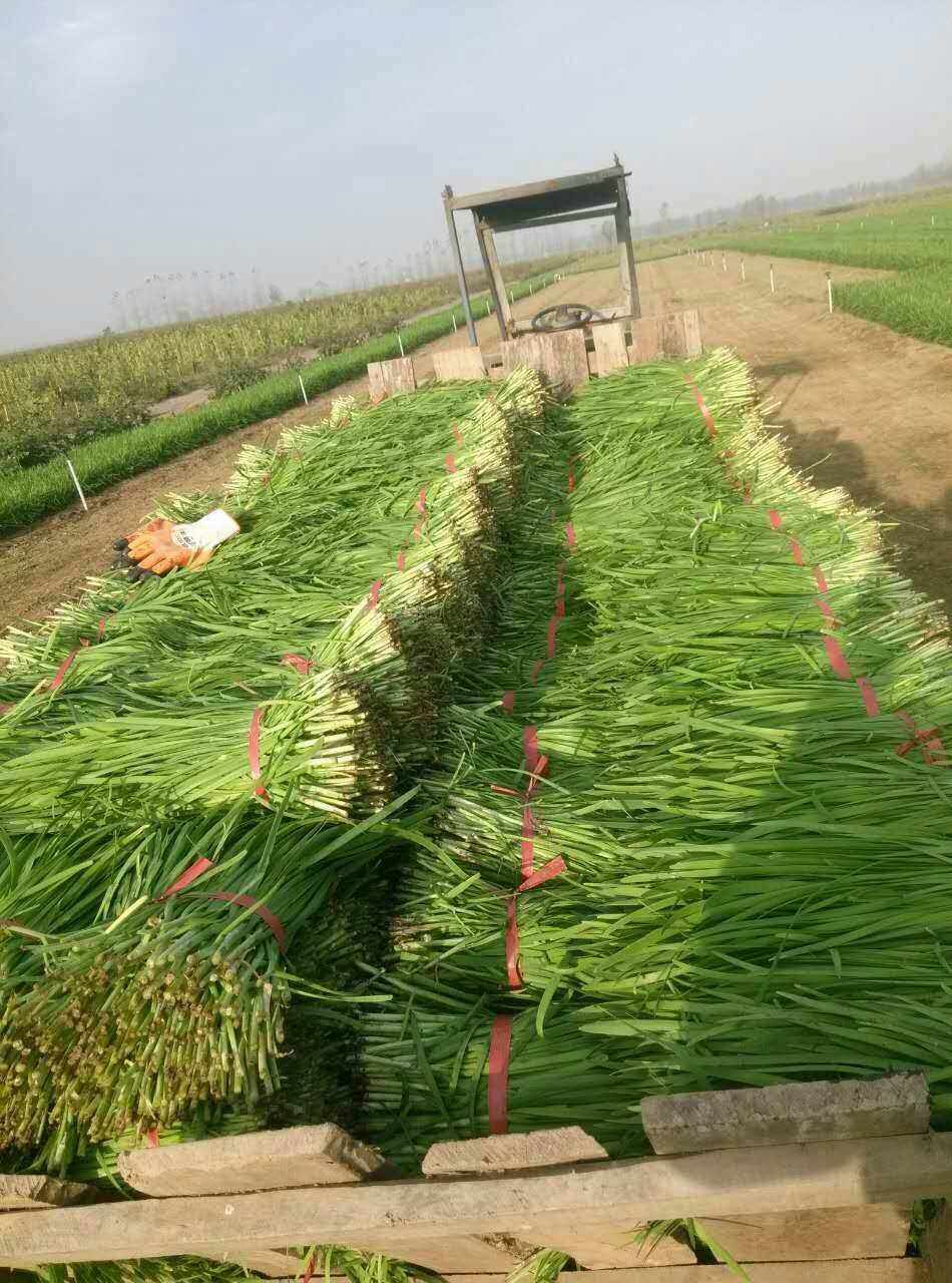 大棚韭菜种植时间及方法(大棚韭菜种植时间及方法图解)