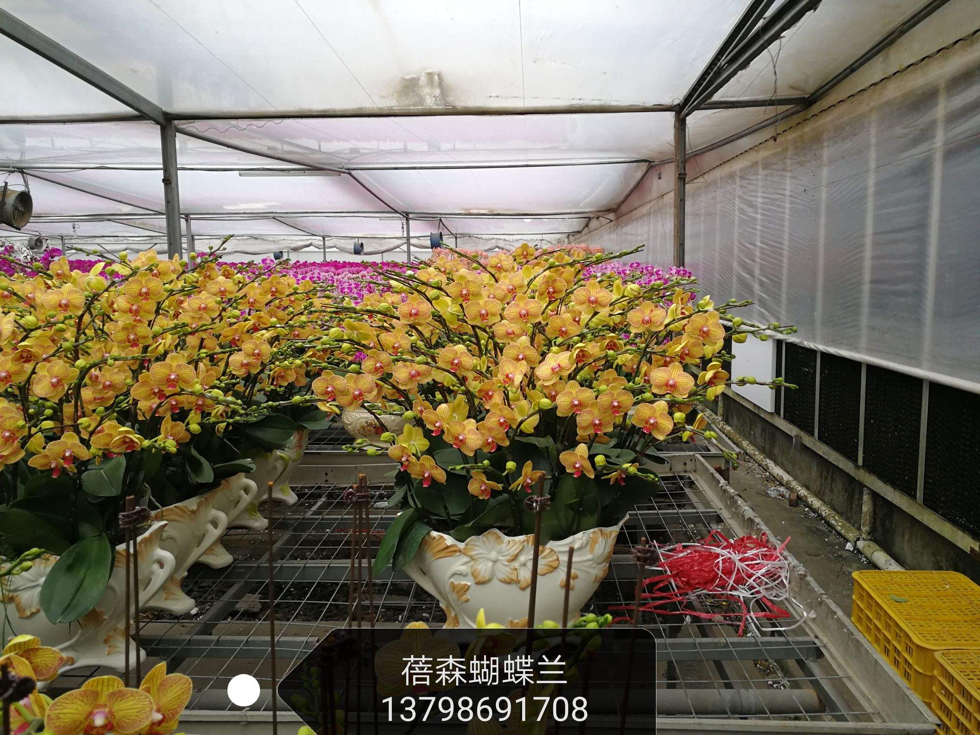 天骄红冠辣椒种植(和何以琛一样的男主)