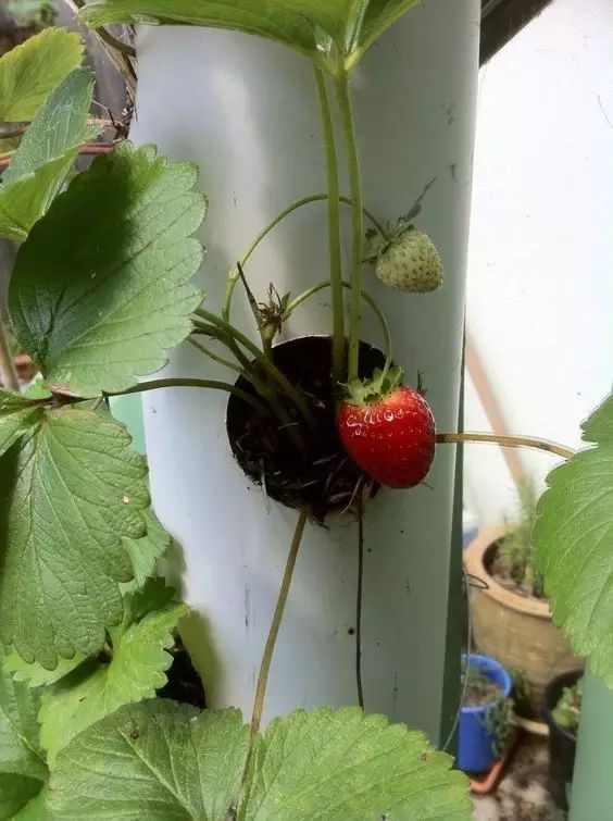 然后种草莓(用草莓种草莓)