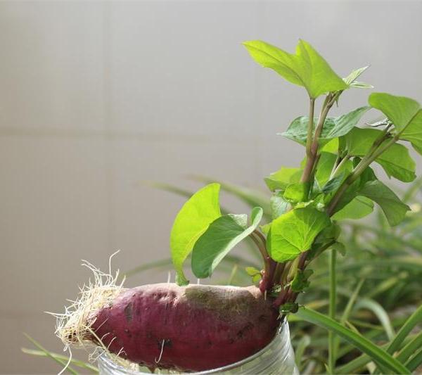 家庭种植红薯的方法(家庭种植红薯的方法和技巧)